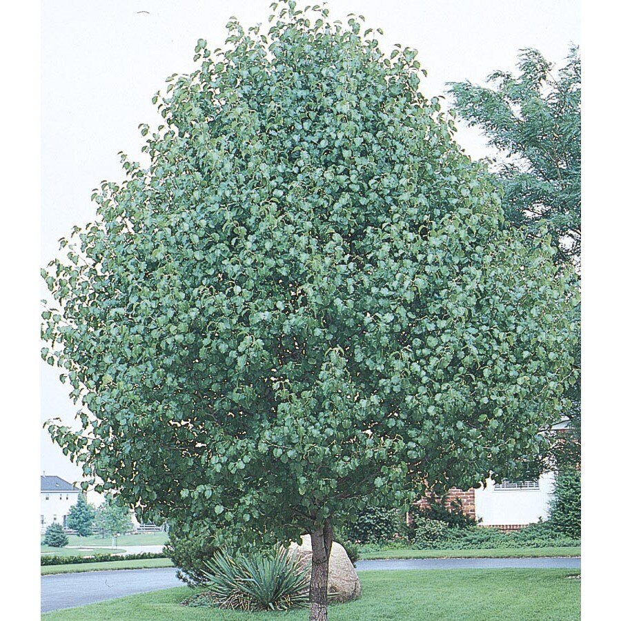 6-Gallon Bradford Flowering Pear Flowering Tree (L3235) in ...