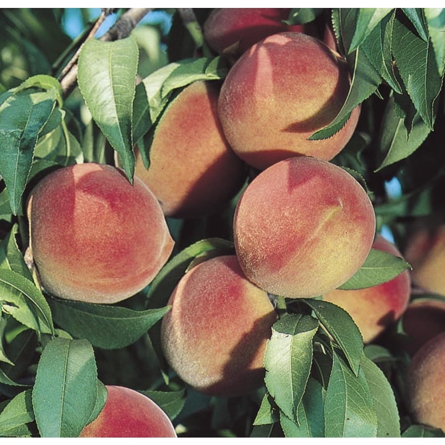 3.84Gallon Reliance Peach Tree (L4552) at