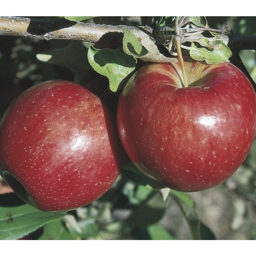 Shop 3.8-Gallon Sweet Sixteen Apple Tree (LW02664) at Lowes.com