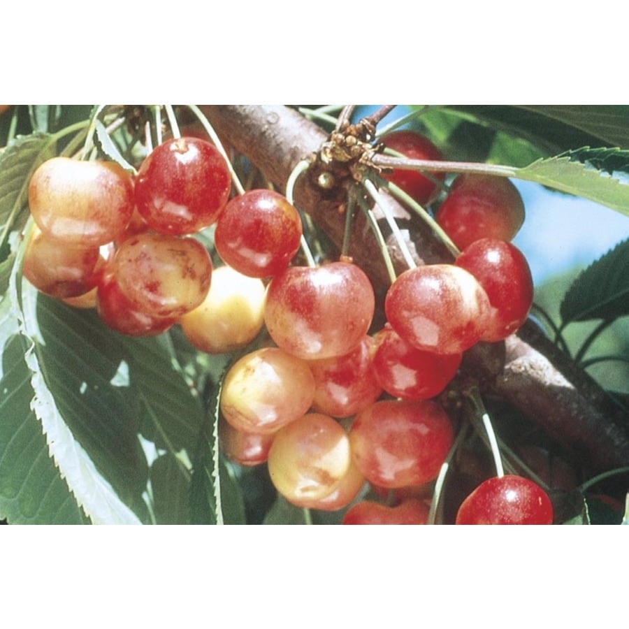 Prunus Avium 'Rainier' Tree (L10480)