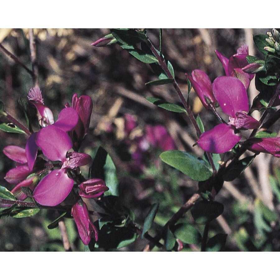 Purple Sweet Pea Bush Flowering Shrub in Pot (With Soil) (L7149) at
