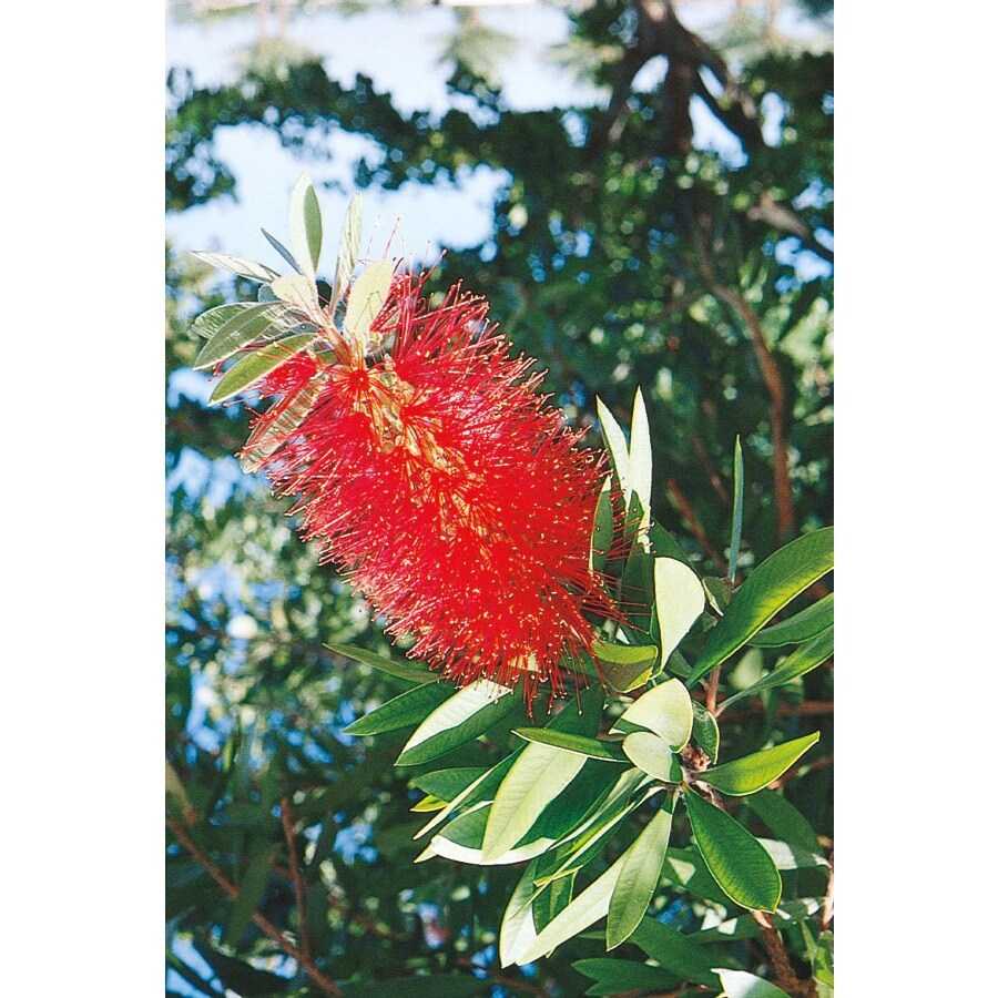 Bottlebrush Shrubs at