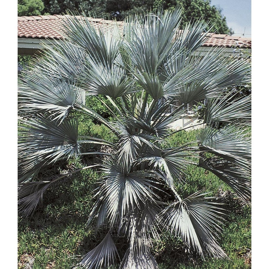 Image result for mexican blue fan palm