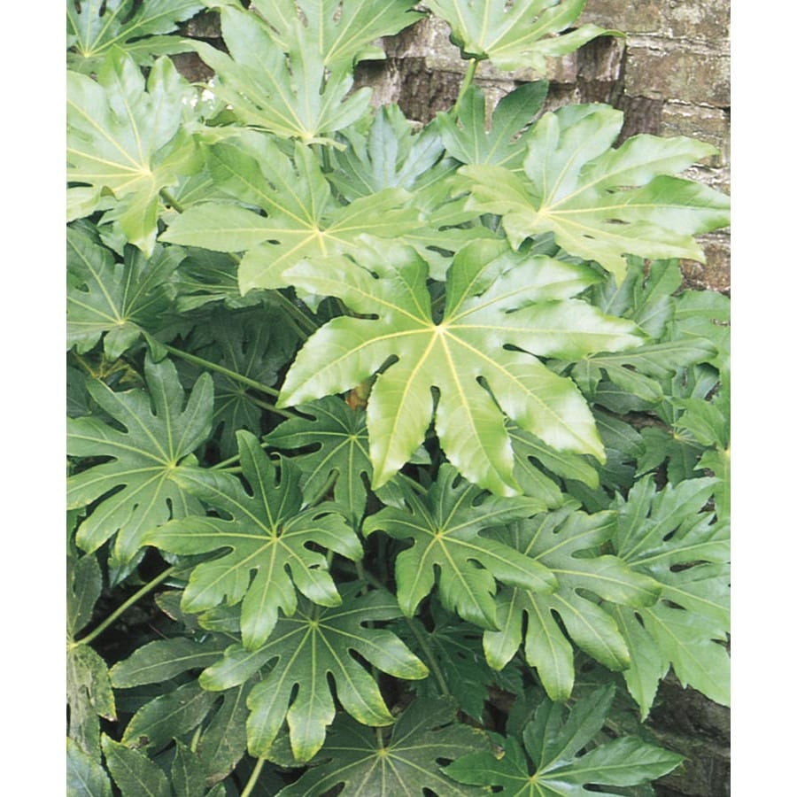 White Japanese Aralia Accent Shrub in Pot (With Soil) (L3160) at Lowes.com