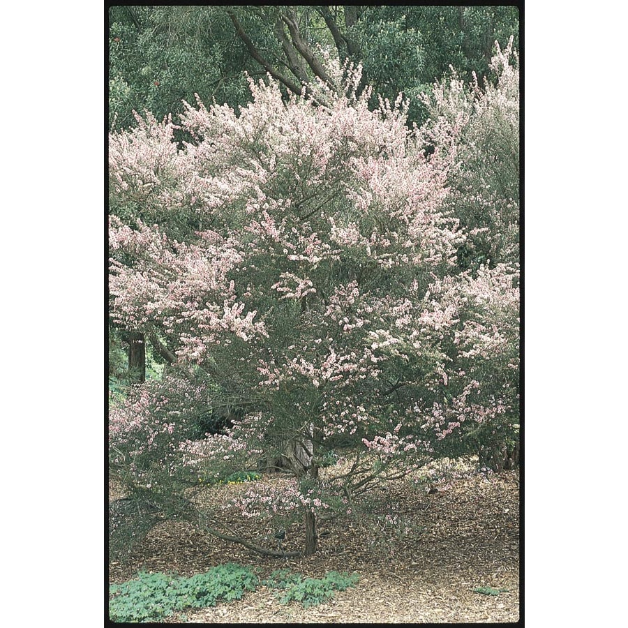 3 25 Gallon Multicolor Tea Flowering Tree L14380 At Lowes 3 25 Gallon Multicolor Tea Flowering Tree L14380