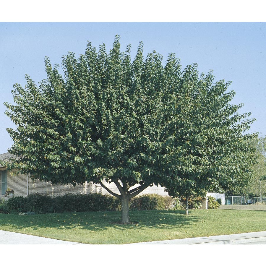 3.25-Gallon Fruitless Mulberry Shade Tree in Pot (With ...