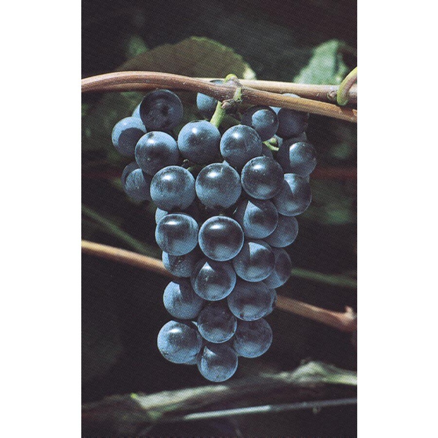3.25Gallon Grape Small Plant (L6358) at