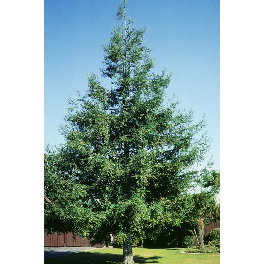 10.25-Gallon No Flowers Coast Redwood Feature Tree (L23063) in the ...