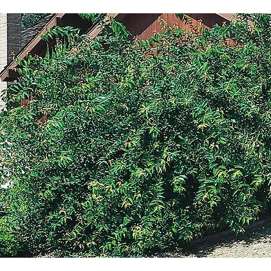 Shop 2.5-Quart Yellow Shiny Xylosma Foundation/Hedge Shrub (L5143) at