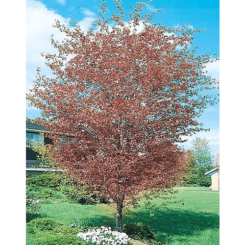 13Gallon White Washington Hawthorn Flowering Tree in Pot (With Soil