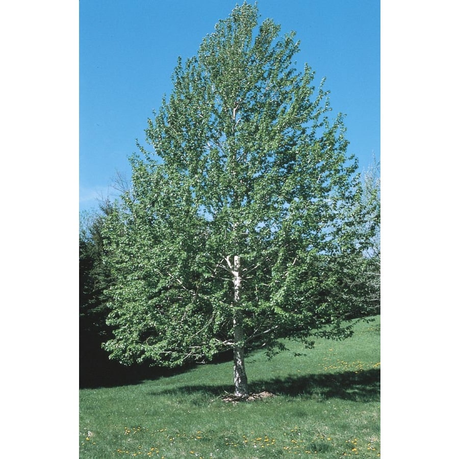 10.25-gallon Lanceleaf Cottonwood Shade Tree In Pot (with Soil) (l11767 