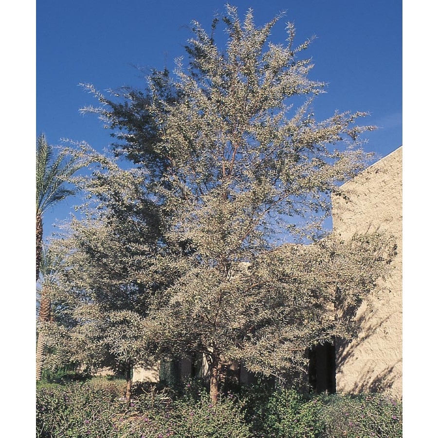 3.25-Gallon Yellow Mulga Feature Tree in Pot (With Soil) (L14866) at ...