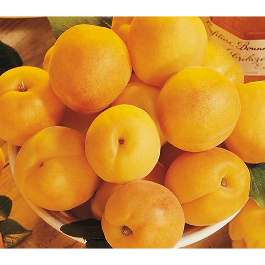 Prunus Armeniaca 'Gold Kist' Tree (L20398) at