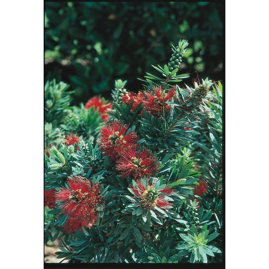 Red Little John Dwarf Bottlebrush Accent Shrub in Pot (With Soil
