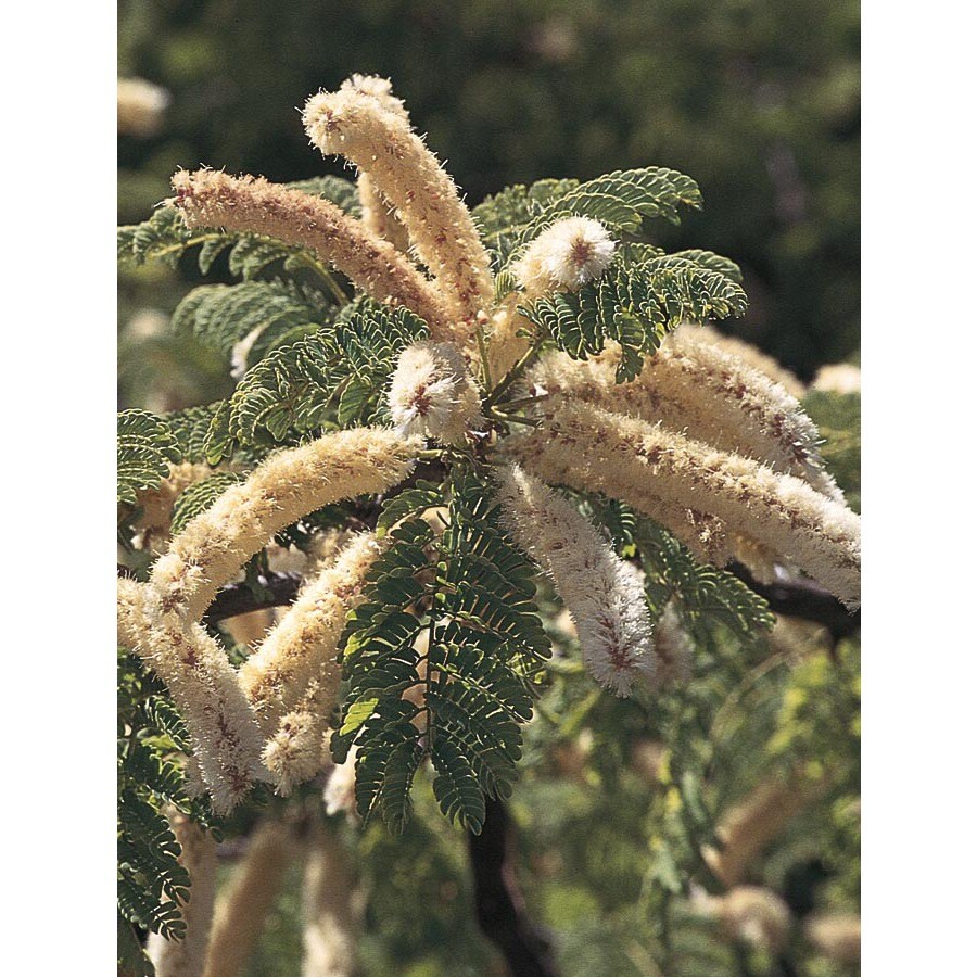 3.43-Gallon Yellow Honey Mesquite Feature Tree in Pot (With Soil ...