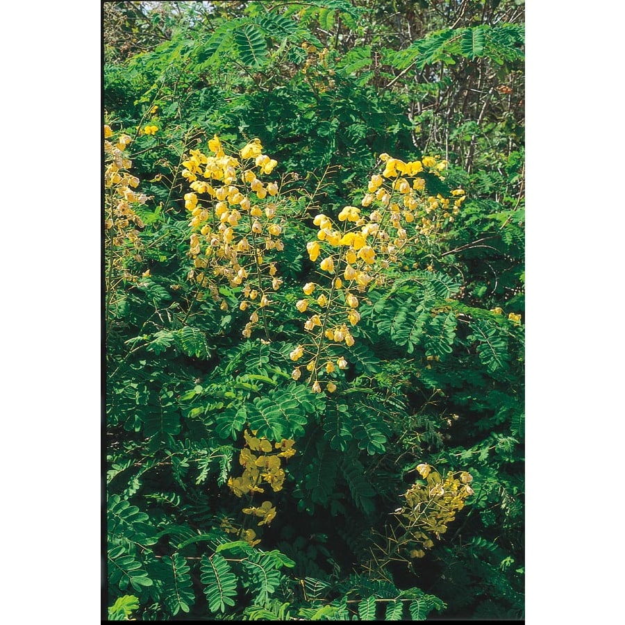 Yellow Mexican Bird of Paradise Flowering Shrub in Pot (With Soil