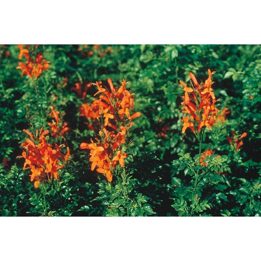 3.43Gallon Cape Honeysuckle (L3069) at