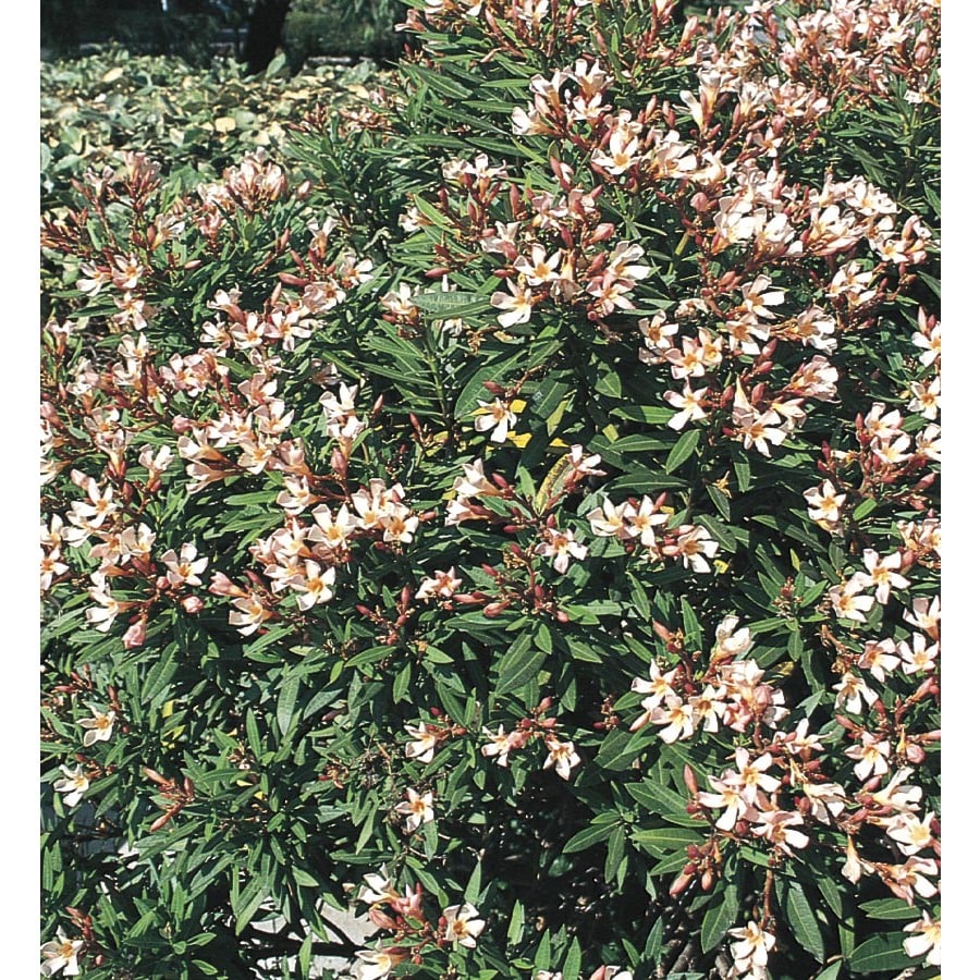 Mixed Petite Oleander Flowering Shrub in Pot (With Soil) (L10435) at