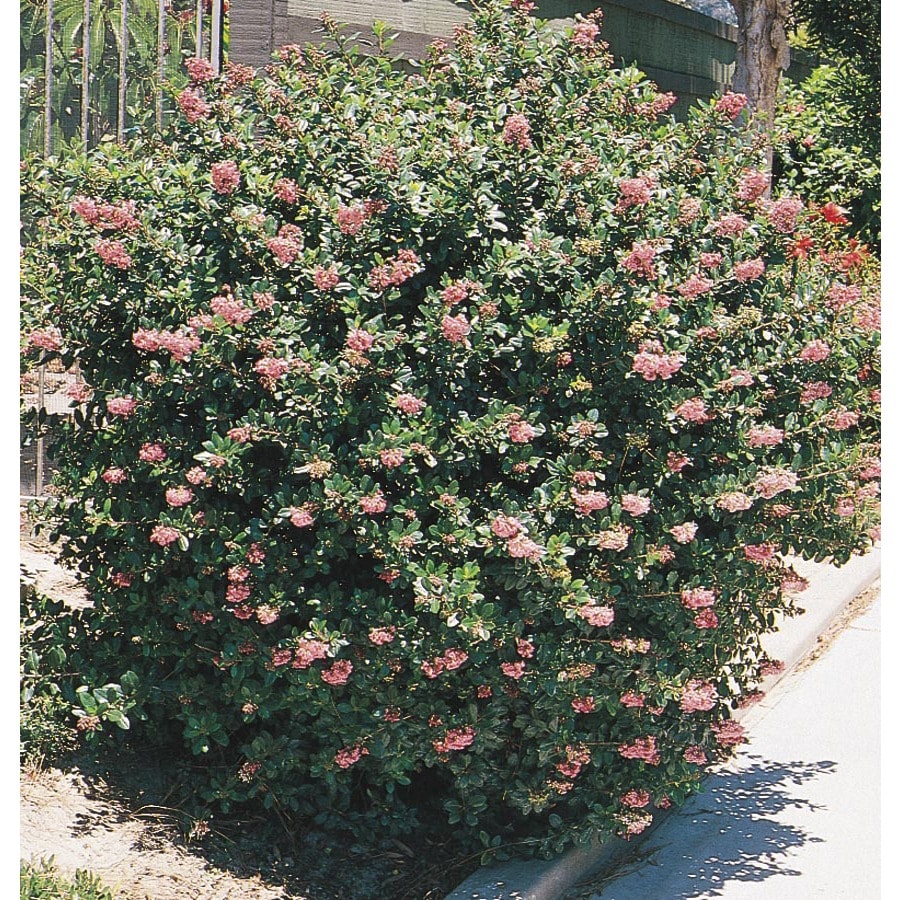 Mixed Flowering Hedge Shrubs Gardenersdream