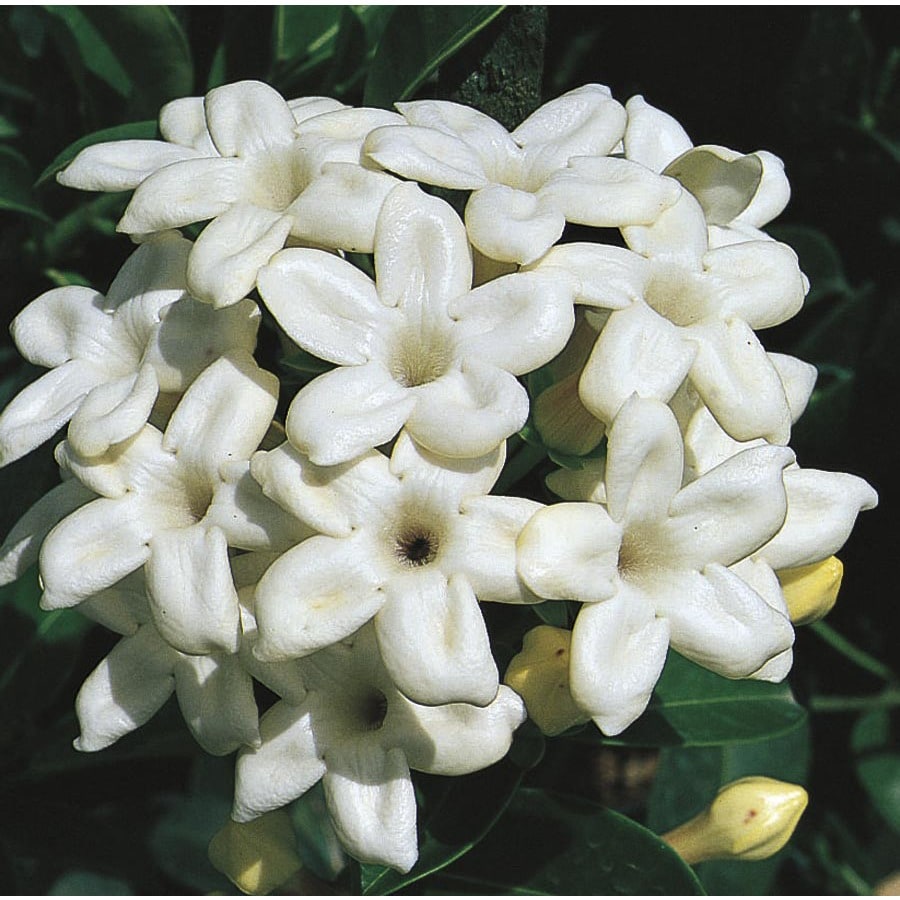 Shop 3.43Gallon Madagascar Jasmine (L5139) at