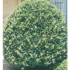 At Lowes 15 Gallon White Pyramid Waxleaf Ligustrum Feature Shrub L7160