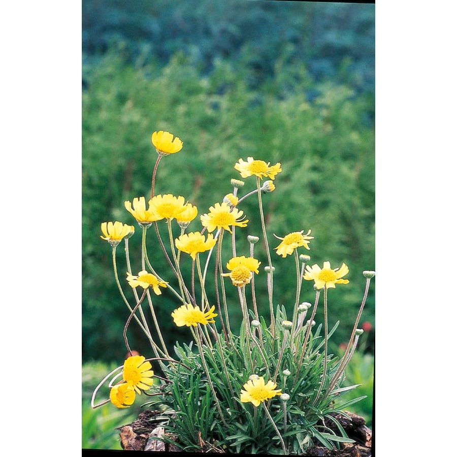 2.92Quart Angelita Daisy (L11109) at