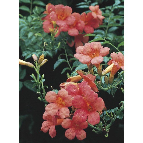 Madame Galen Trumpet Vine (L10828) in the Vines department at