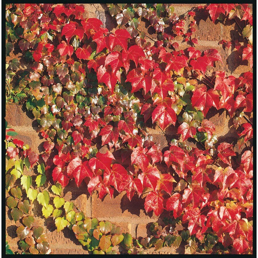 3.43Gallon Boston Ivy Staked (L11395) at