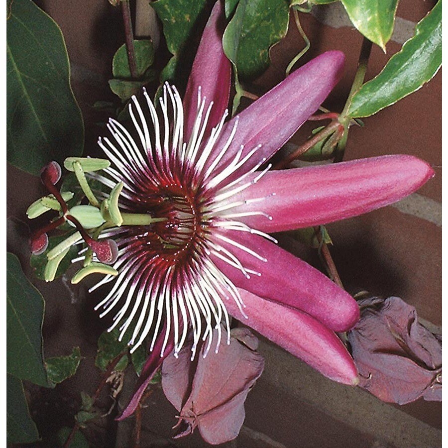 3.43Gallon Lady Margaret Passion Vine (Lw01896) at