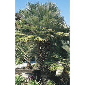 Tropical Plants At Lowes 3 58 Gallon European Fan Palm L9064