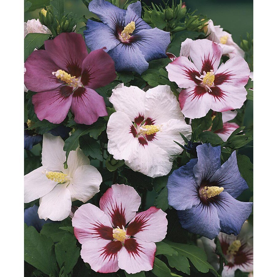 Mixed Rose Of Sharon Flowering Shrub in Pot (With Soil) (L1203) at