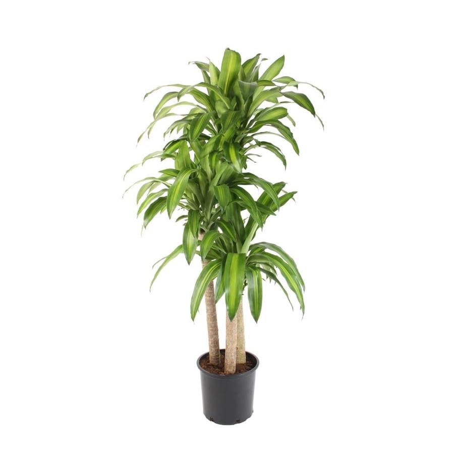 1 5 Gallon Mass Cane in Plastic Pot L20959hp at Lowes  com