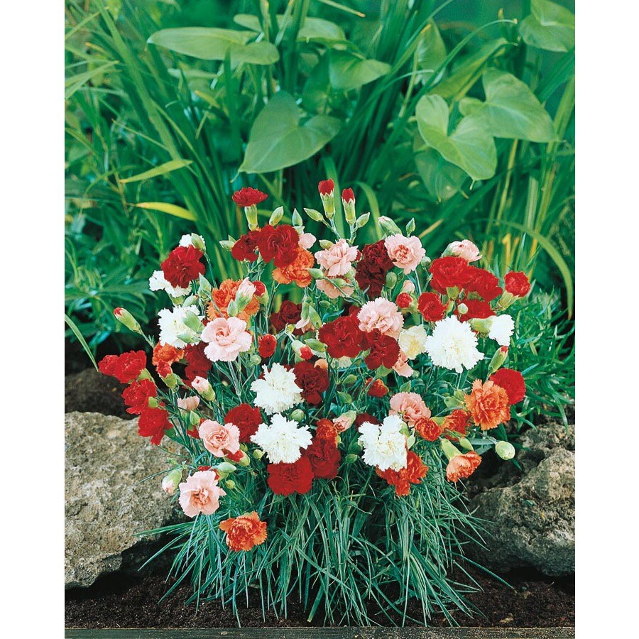 1.40-Quart Multicolor Carnations (L5774)