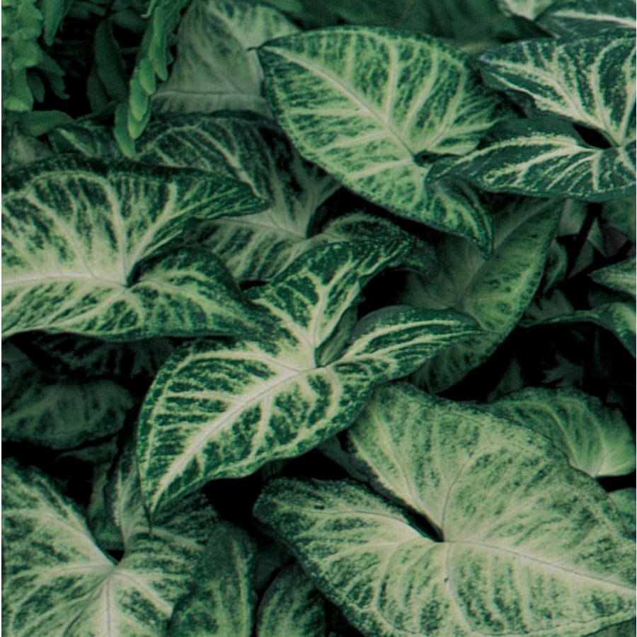 in Arrowhead Plant (Lw01508)