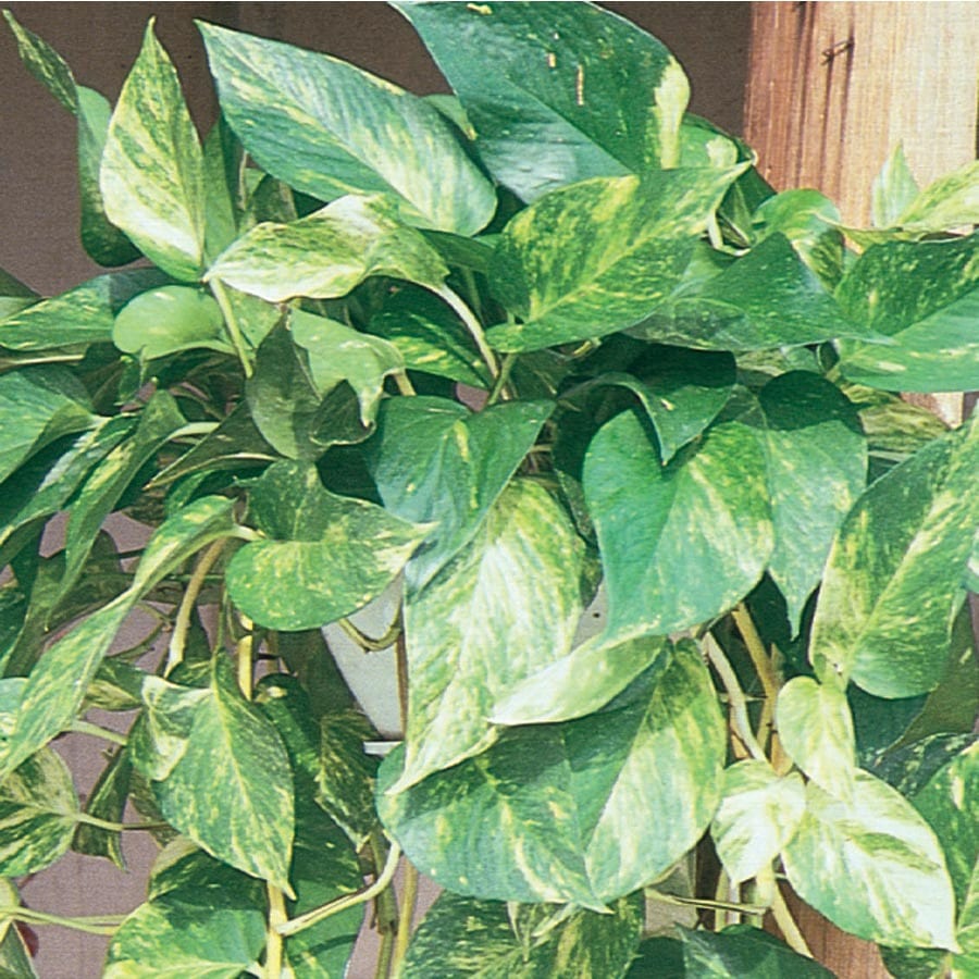 1 4 Quart Marble Queen Pothos In Plastic Hanging Basket L20948hp 1 4 Quart Marble Queen Pothos In Plastic Hanging Basket L20948hp At Lowes