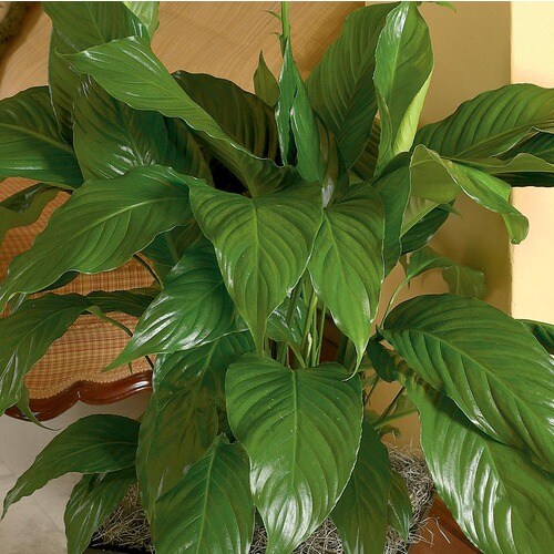 White Peace Lily (L20977hp) in the House Plants department at