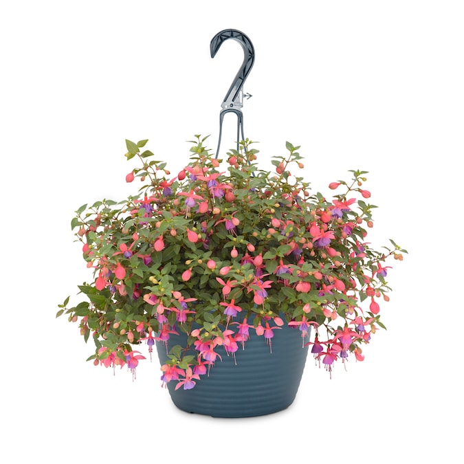1.5Gallon Multicolor Fuchsia in Hanging Basket (L11554