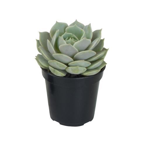 11oz Succulent in Pot in the Succulents department at