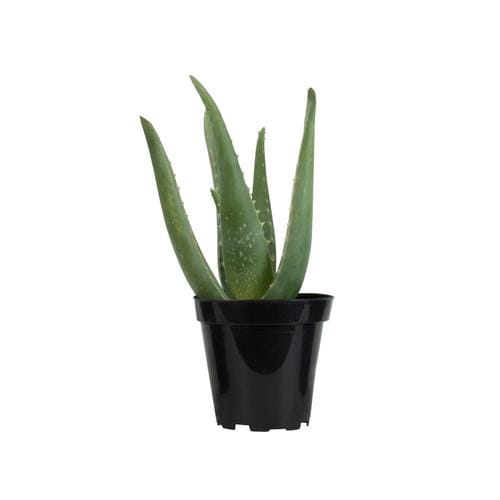 11 Oz Aloe Barbadensis In Pot L4365 At Lowes Com