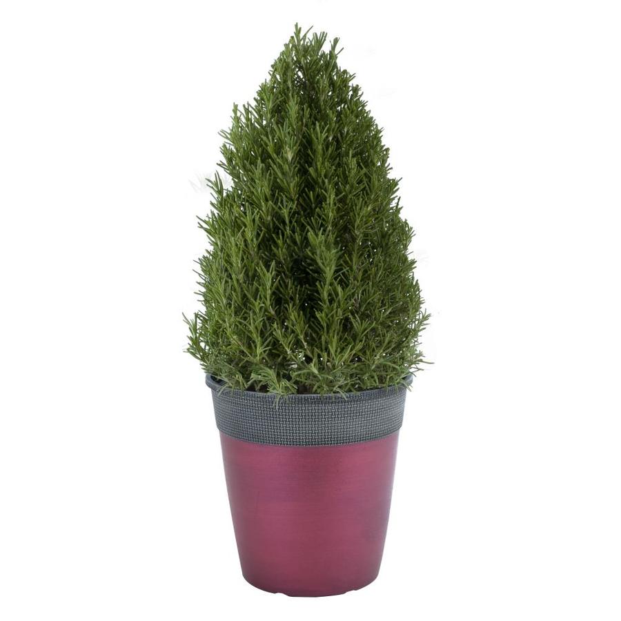 2.5Quart Rosemary Feature Shrub in Planter at