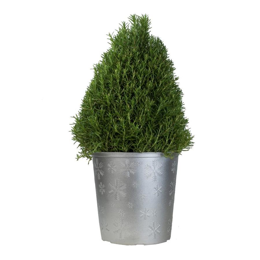 1.5Gallon Blue Rosemary Accent Shrub in Planter (L7037) at