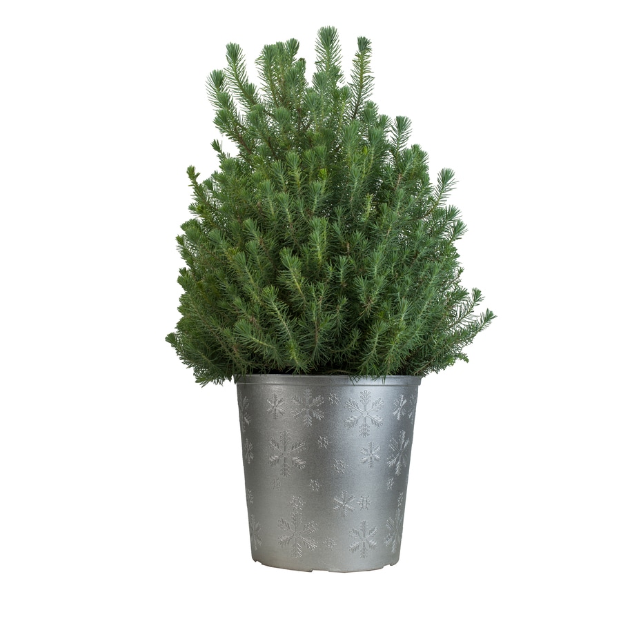 Shop 1.5-Gallon Dwarf Swiss Stone Pine Feature Tree (L22027) at Lowes.com