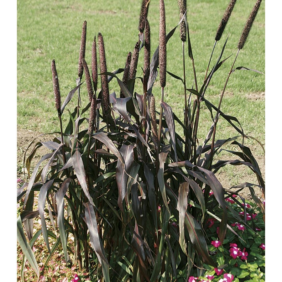 Pennisetum Glaucum 'Purple Majesty' in (L15626) at Lowes.com