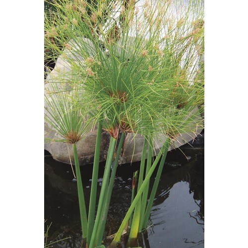 Cyperus Papyrus in (L2397) in the Ornamental Grasses department at Lowes.com