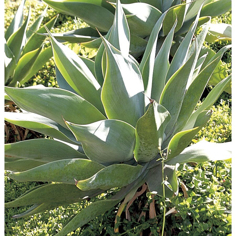 Agave Attenuata in (Lb21152) at