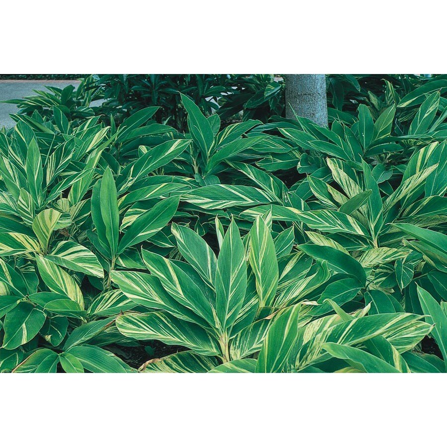 Shop Variegated Ginger Lily L7681 At