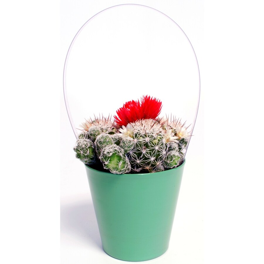 Assorted Cacti With Strawflower In Al001 At