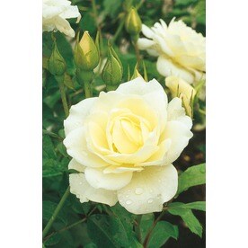 Roses At Lowesforpros 2 58 Gallon Iceberg Rose L3699