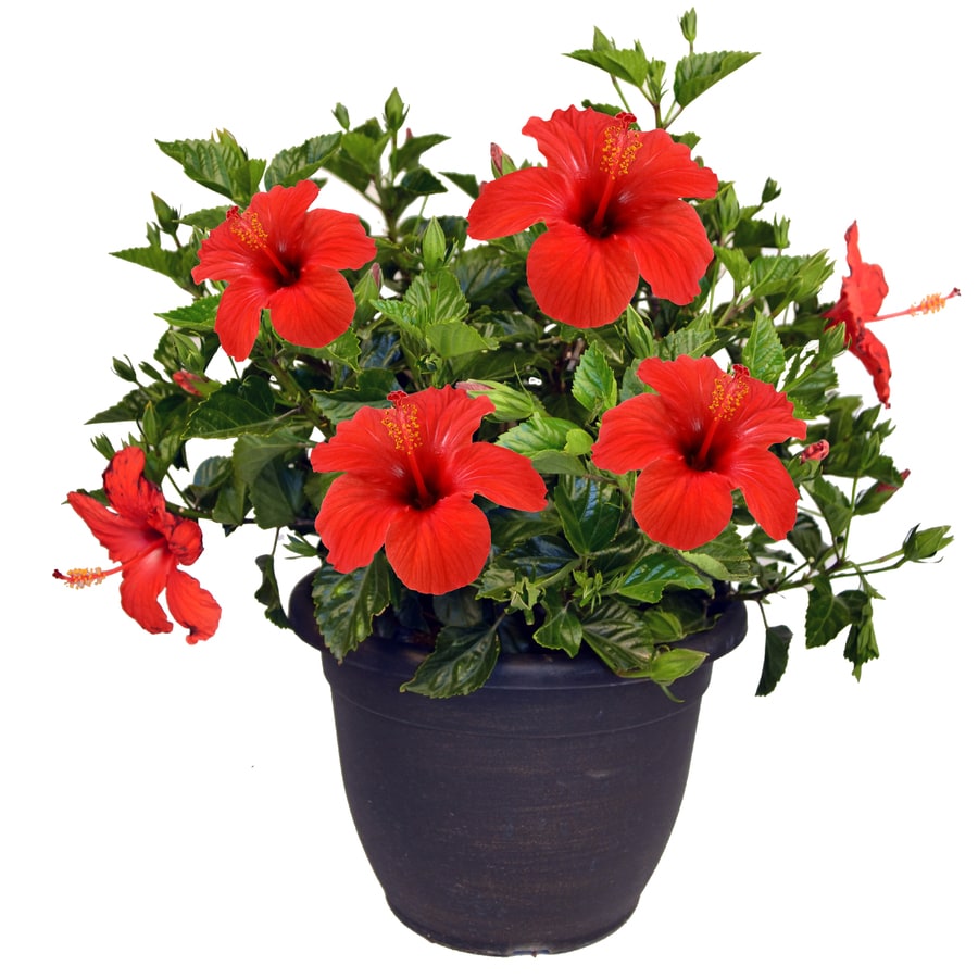 Shop Mixed Hibiscus Shrub (L3026) at Lowes.com