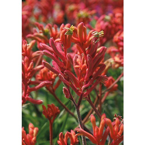 1Quart in Pot Kangaroo Paw (Lw00490) in the Tropical Plants department